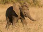 African elephant, Samburu Game Reserve, Kenya, Africa Art Print
